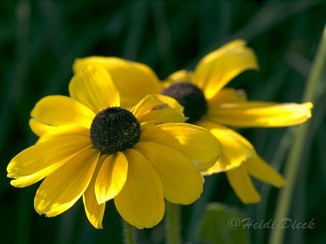 Rudbeckia hirta Indian Summer4.jpg - ASCII
